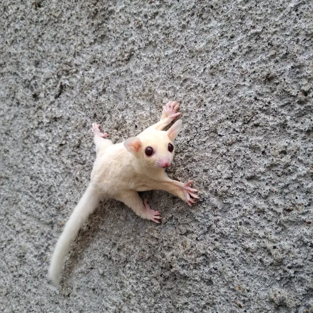 Sugar Glider Ruby Leu Betina