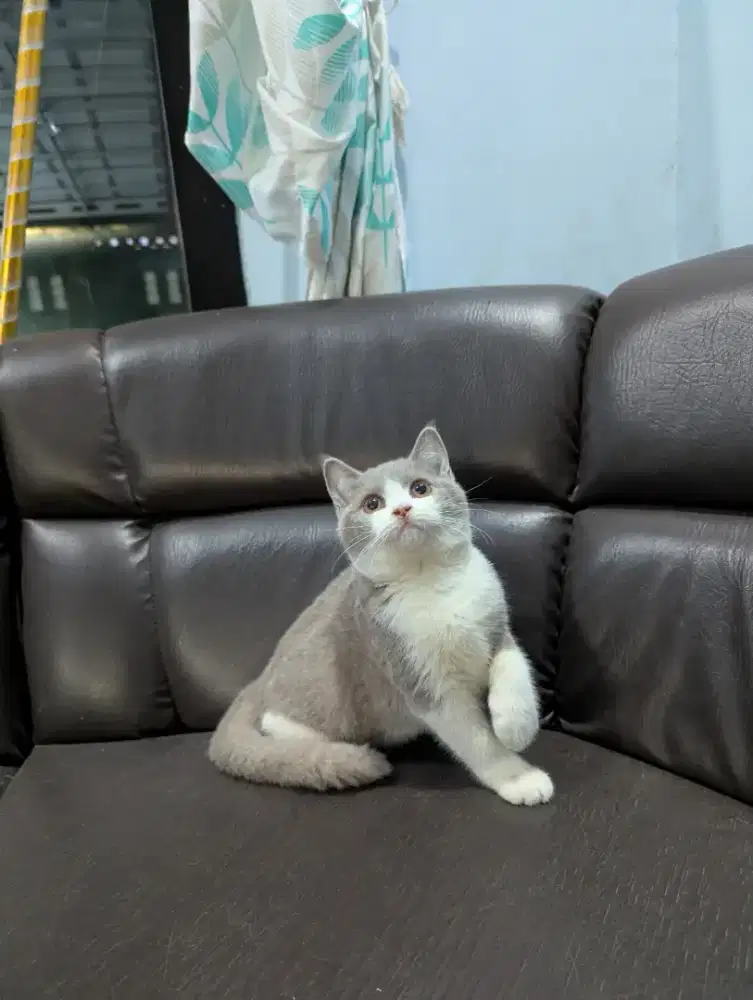 BSH jantan bico lilac