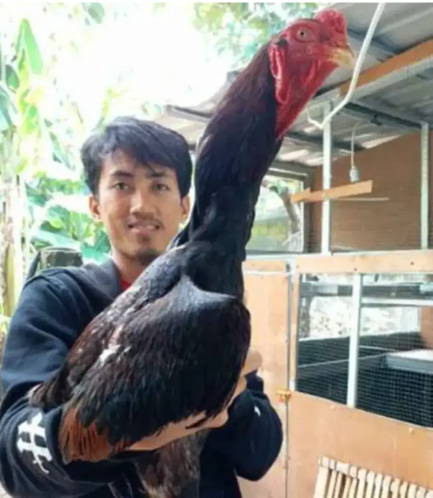 AYAM Bangkok/Pakoy/Mangon/Shamo