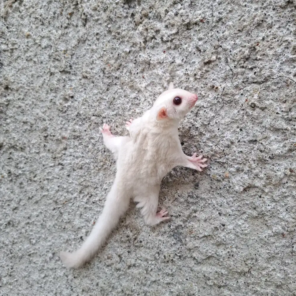 Sugar Glider White Creamoz het Caramel Betina