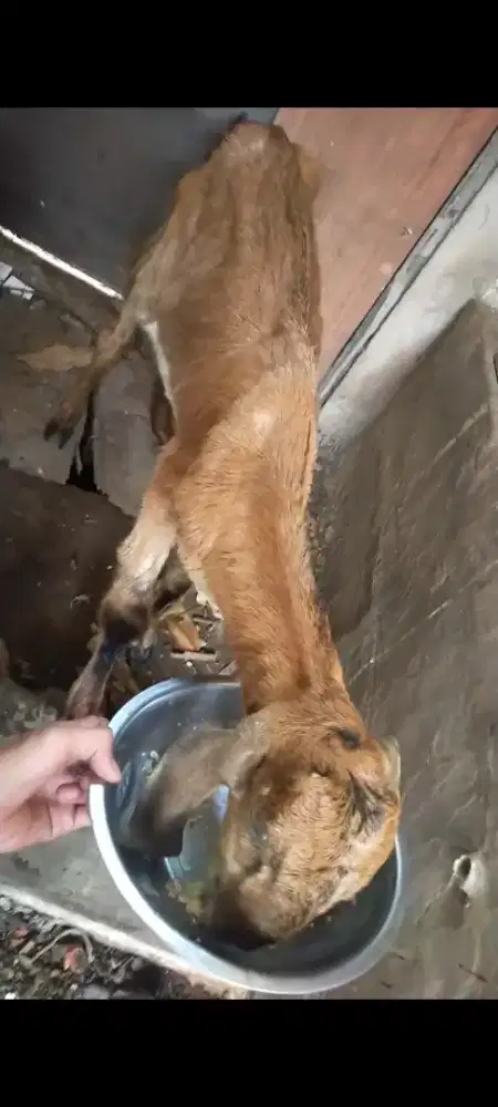 Jual 3 Ekor Kambing