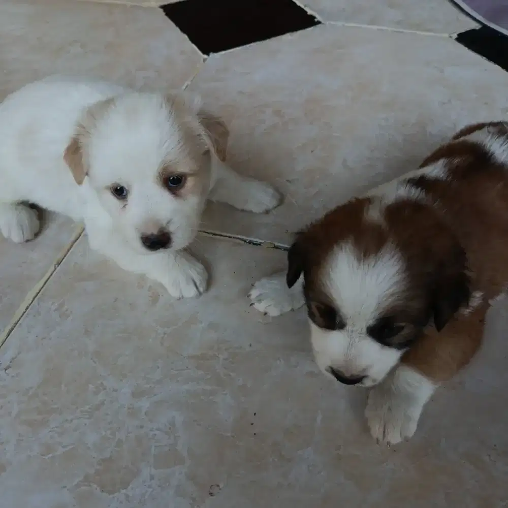 Puppy corgi mix beagel