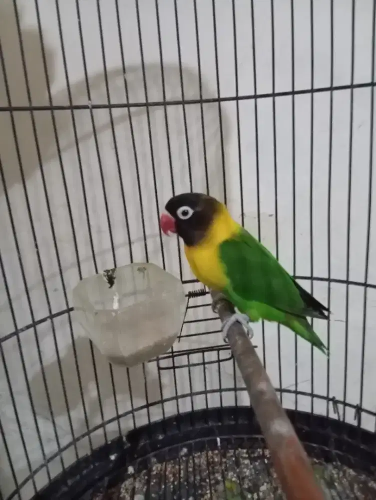 Love bird dakori