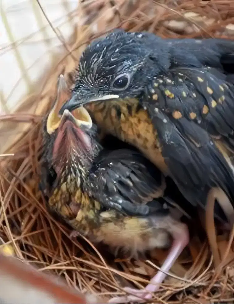 ANAK BURUNG MURAI BATU PRIMO SEPASANG.