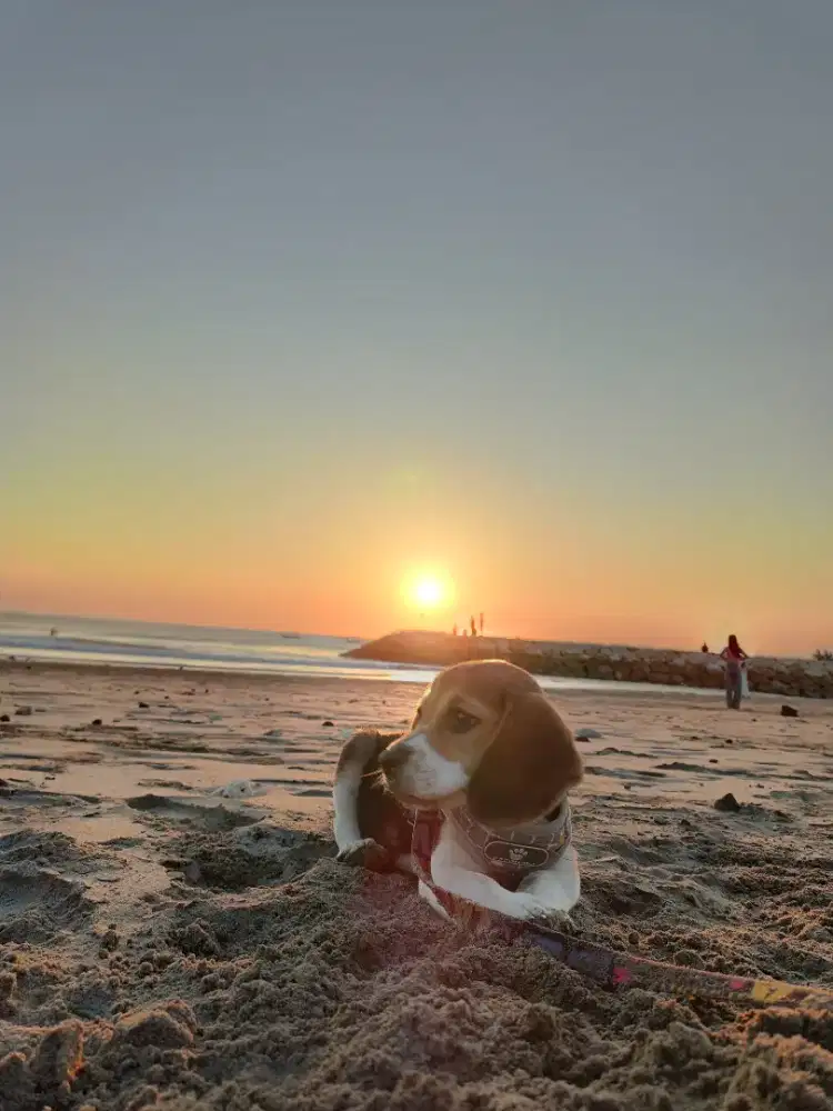 Beagle pure umur 2bulan betina