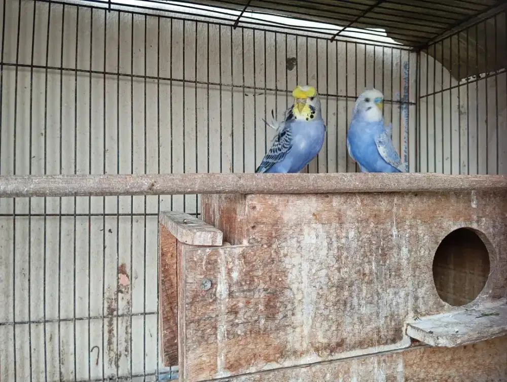 Parkit keriting