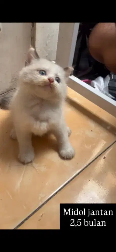 Kucing midol kitten