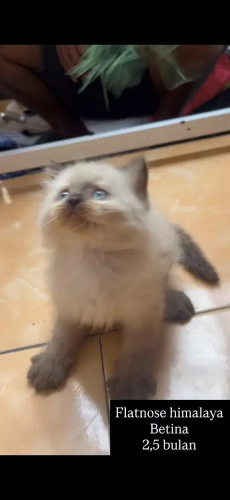 Kucing himalaya kitten