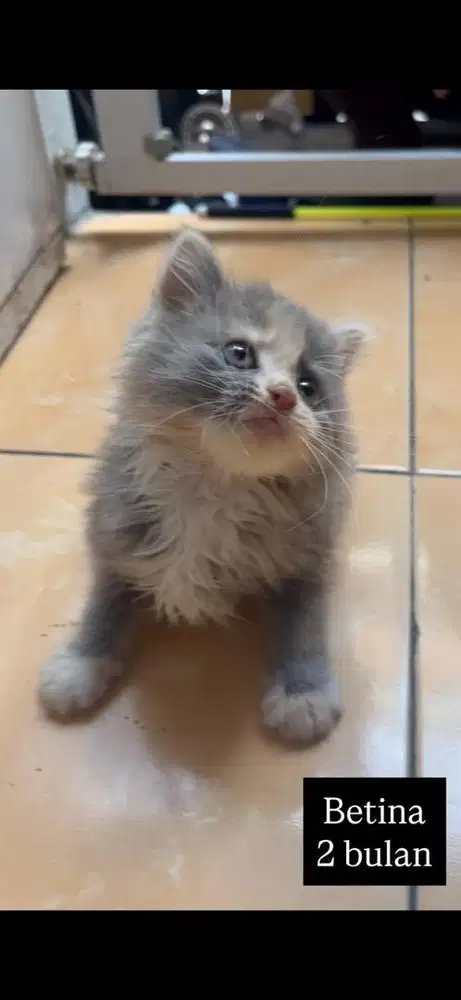 Kucing persia kitten