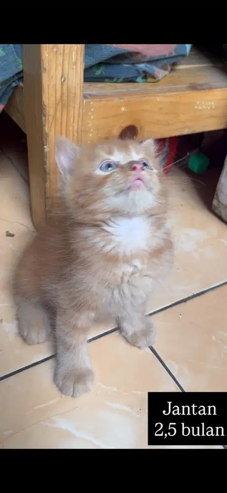 Kucing persia kitten