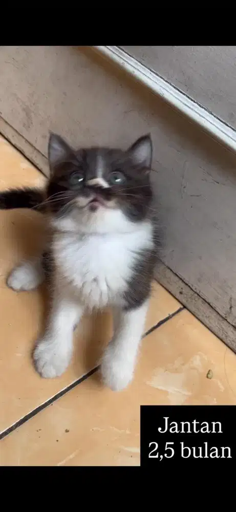 Kucing persia kitten