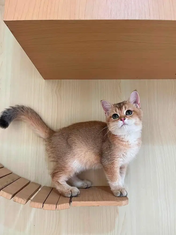 Kucing betina british shorthair golden