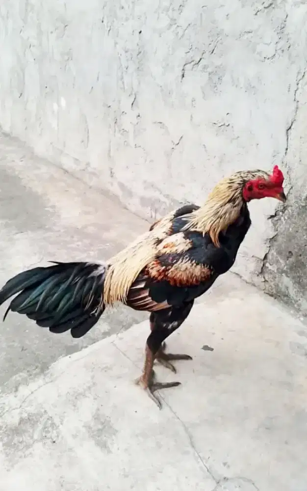 Ayam pama tabok2 depan