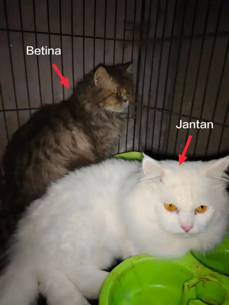 Dijual sepasang persia (jantan persia & betina persia flatnose)