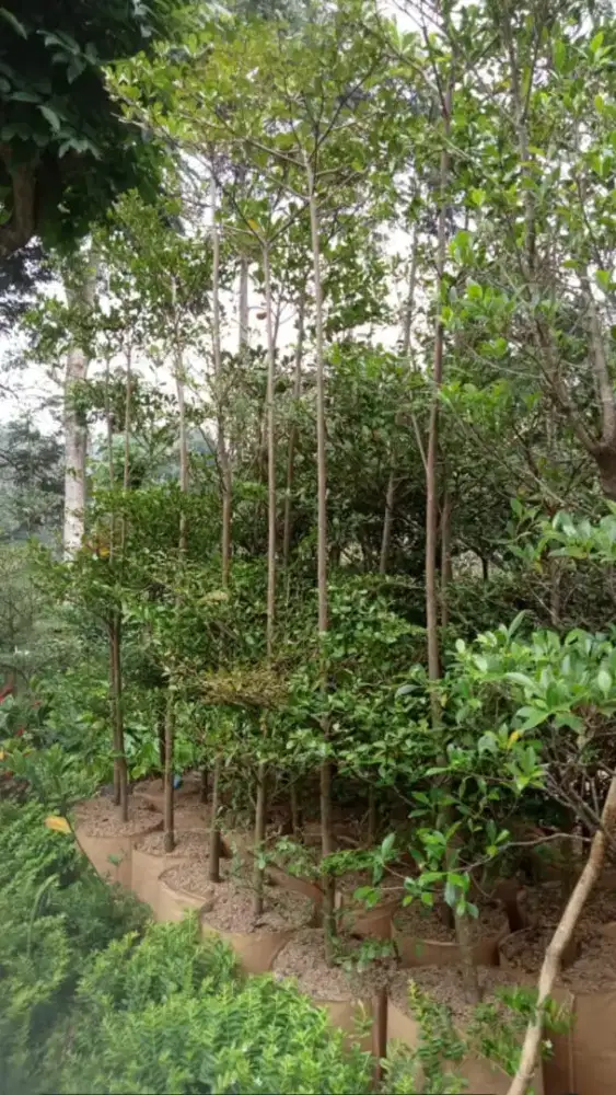 Ketapang kencana ( sudah tampungan )