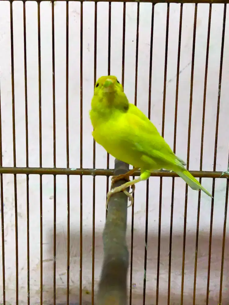 Burung kenari gacor door