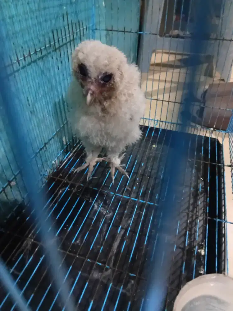 Baby  Obay ( oriental bowl  )