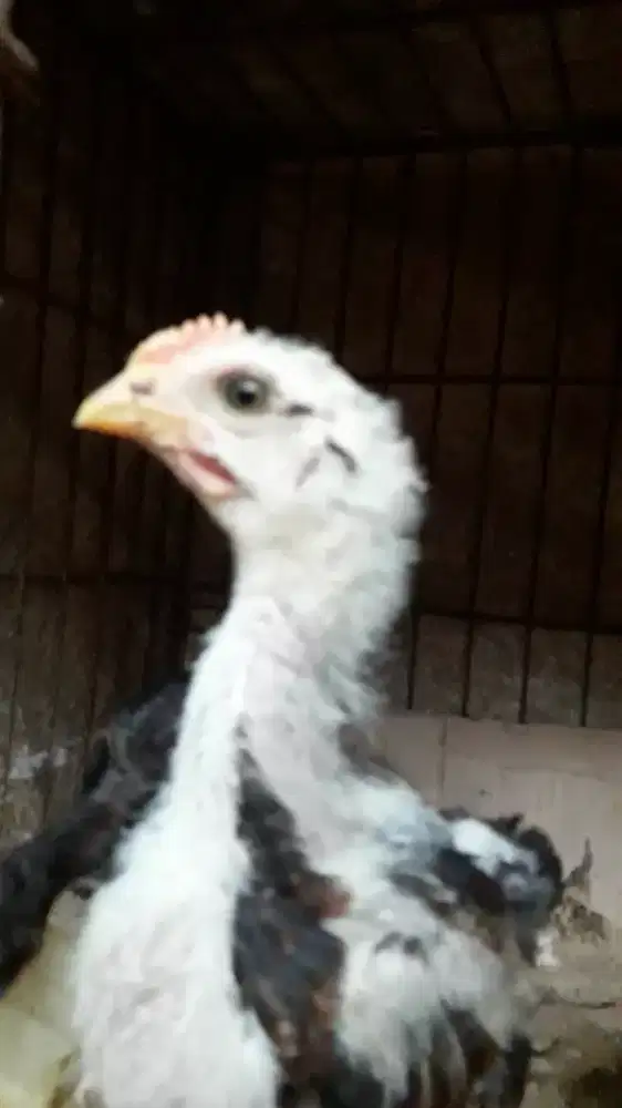 Anak ayam pelung jual perpasang