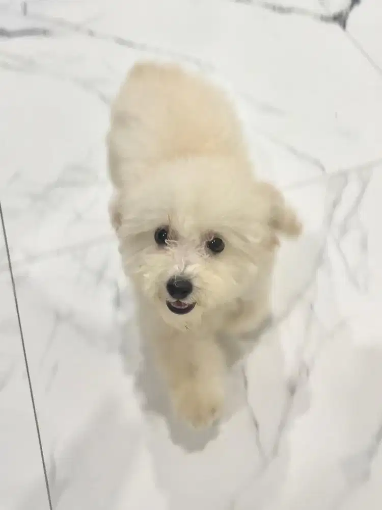 Toy Poodle Betina/Female
