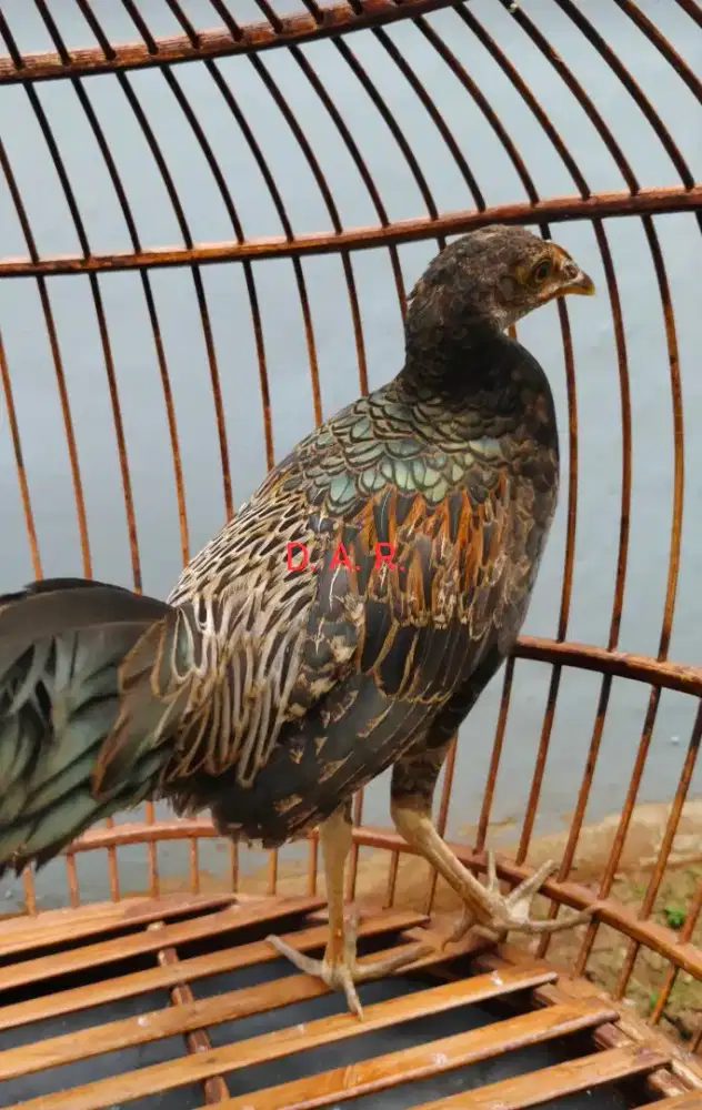 Ayam Hutan Hijau Sumbawa