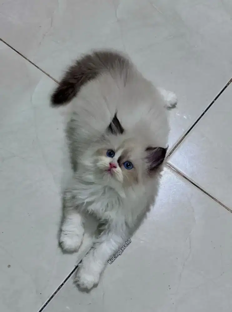Kuttb ragdoll btina