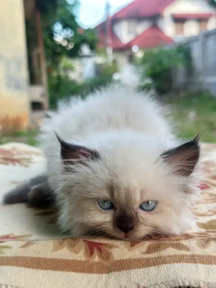 Kitten Himalaya betina