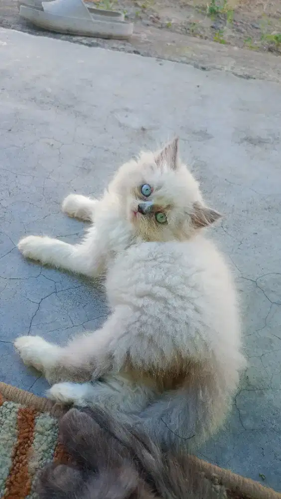 Kitten jantan Himalaya