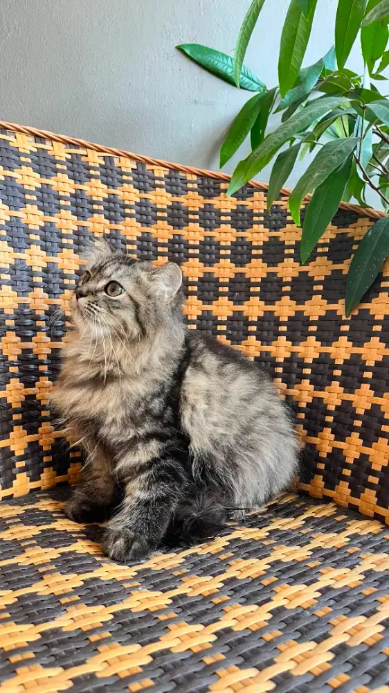 Kucing kitten persia