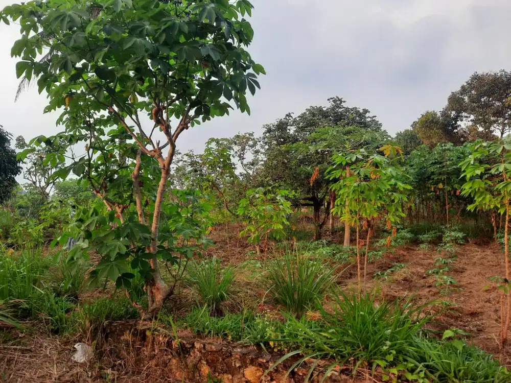 Dijual 3 Kavling Tanah SHM di Kedaung – Total Luas 993 m²