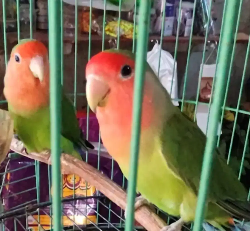 Lovebird non klep sepasang hijau dewasa love bird NK