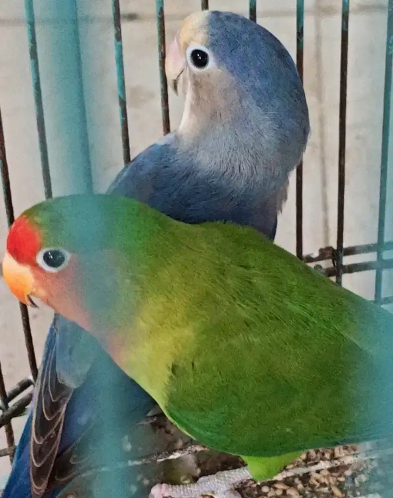 Lovebird non klep sepasang dewasa hijau dan biru love bird NK