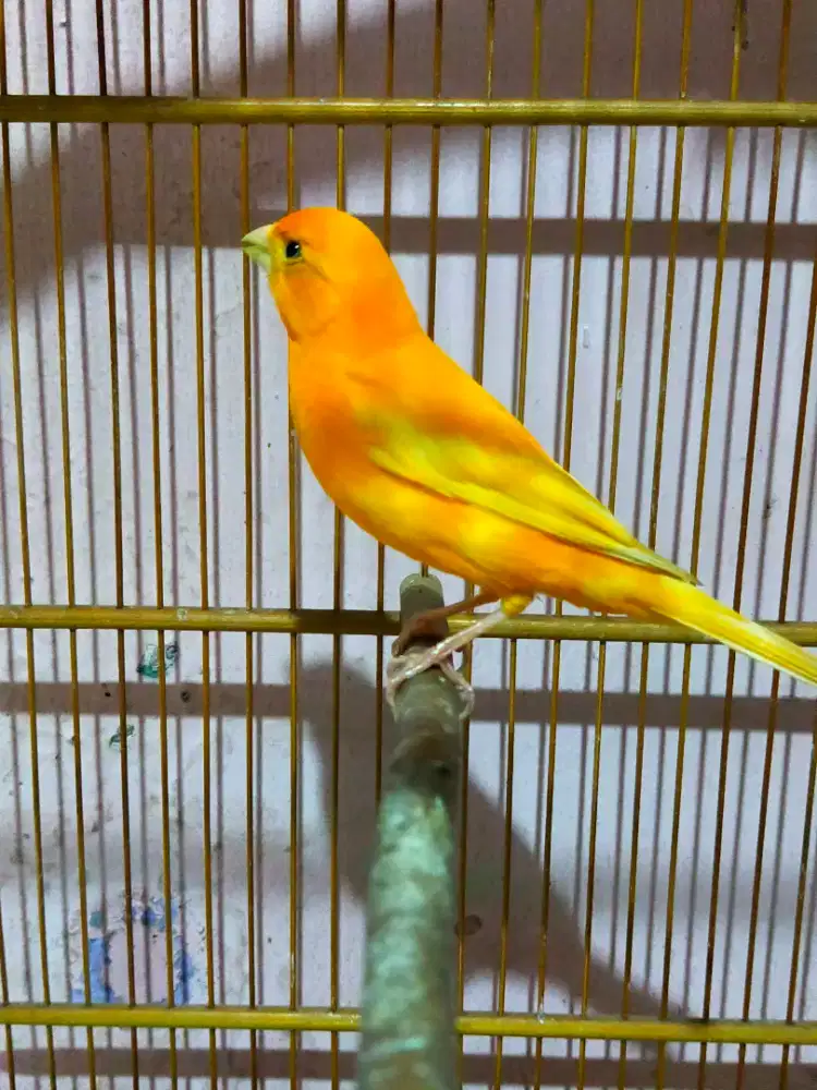 Burung kenari betina siapan