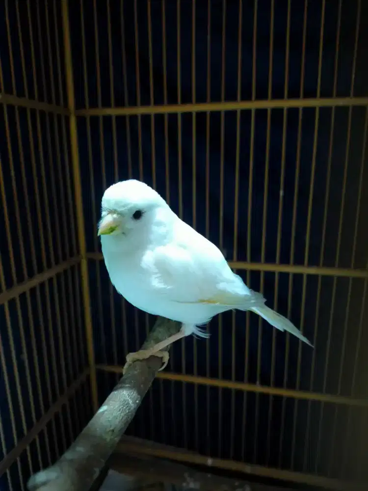 Burung kenari putih betina siapan