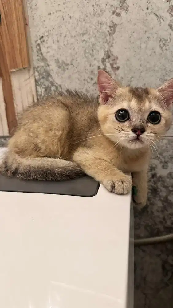 BSH Golden NY11 Golden Shaded Jantan kitten