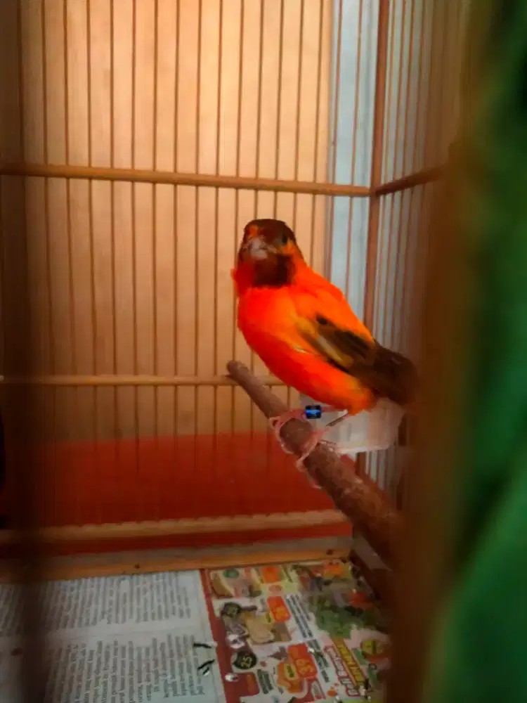 Burung kenari bonmer gacor door