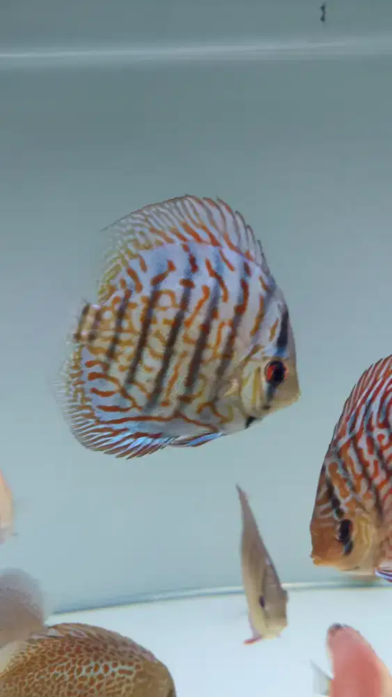 Discus diskus 2,5 inch jenis beragam
