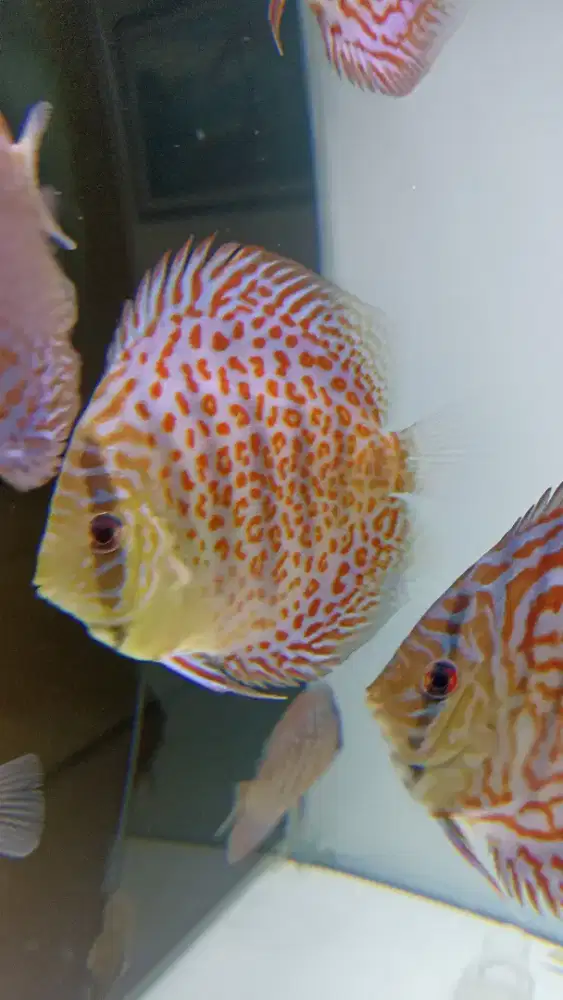 Ikan hias aquarium akuarium discus diskus aneka jenis 3 inch