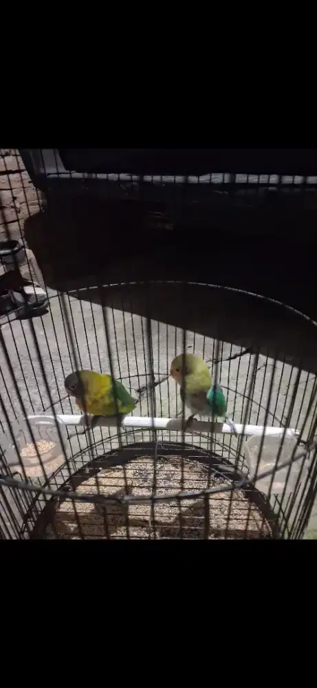 Lovebird sepasang