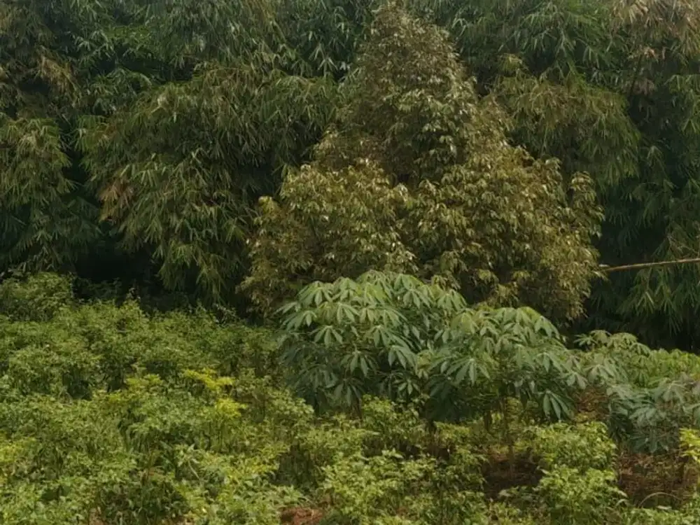 INVESTASI KEBUN PREMIUM – BOGOR Aset Nyata. Produktif. Siap Panen Masa Depan. Tanah kebun hadap-hadapan, akses truk ban dobel