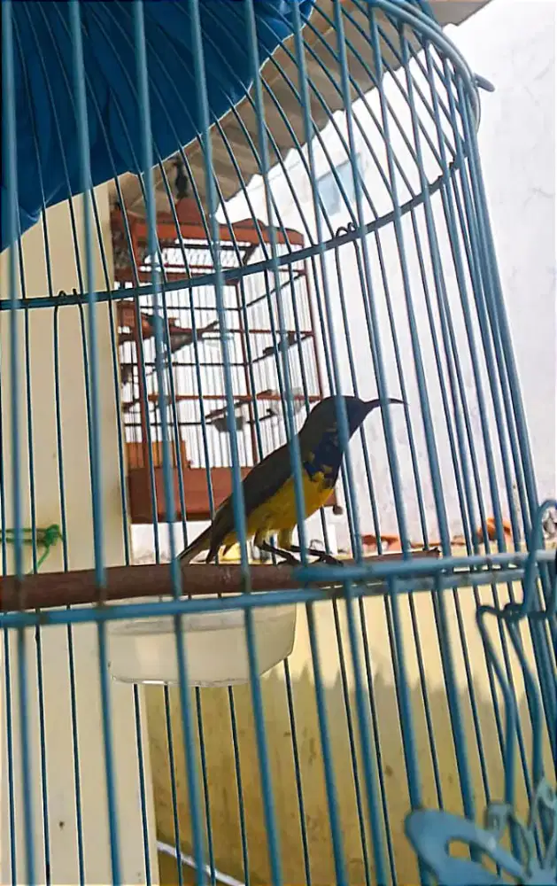Burung so gon Rajin bunyi ngeleper masteran murai