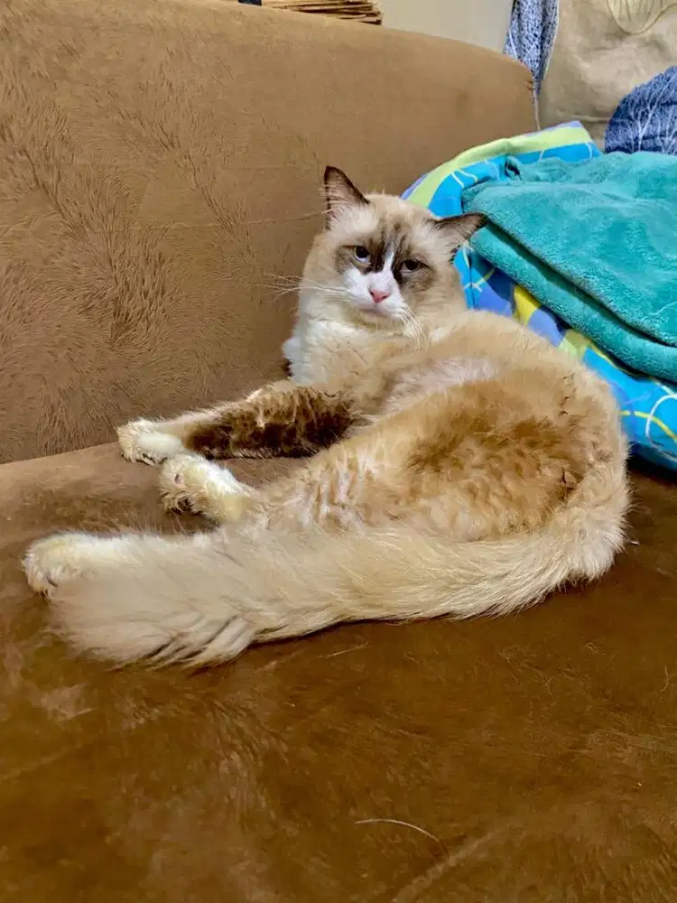 Pacak Kucing Murah