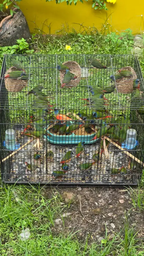 Pipit tricolor pasangan