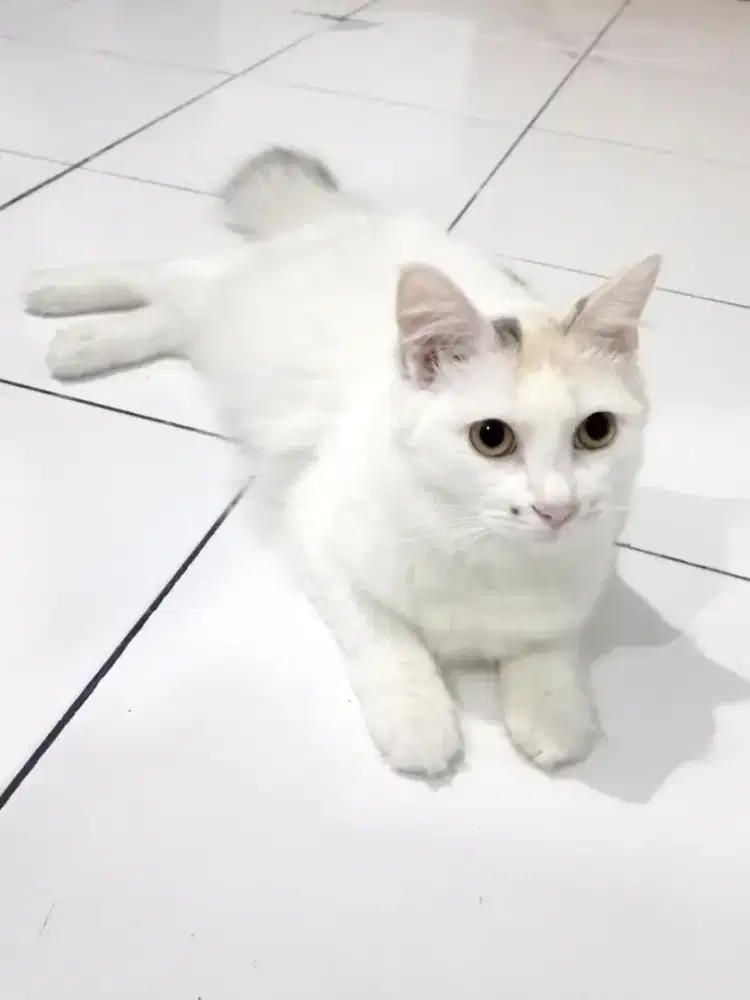 Kucing persia betina