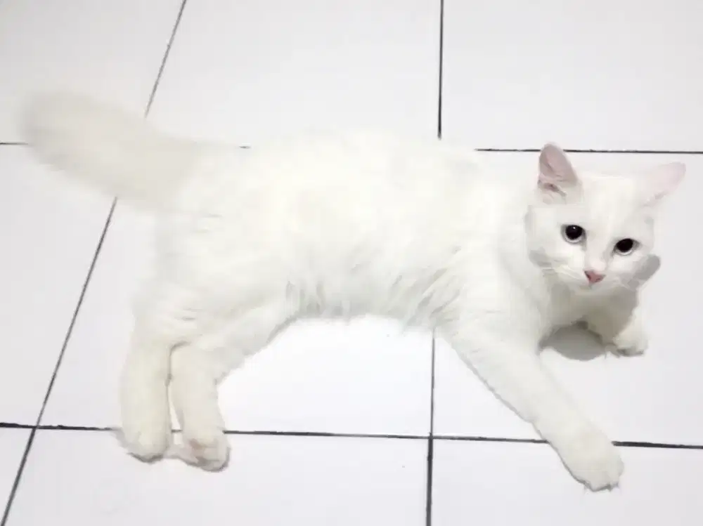 Kucing Persia Betina