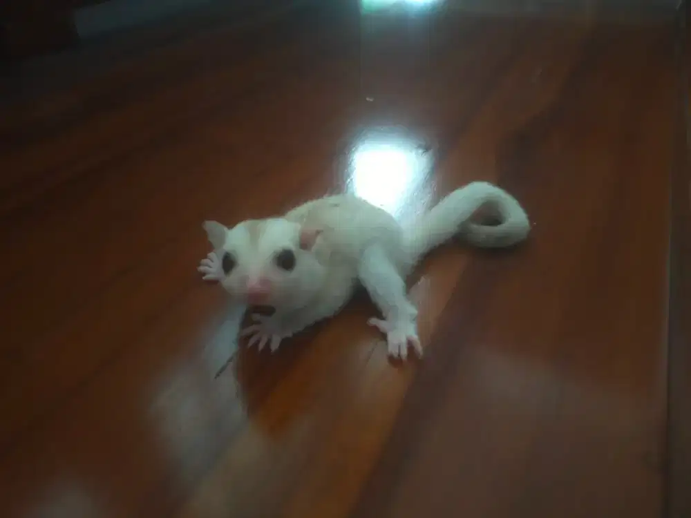 Sugar glider anakan