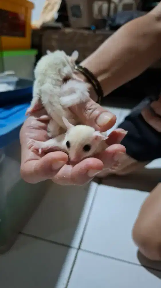 Sugar glider joy leu jantan betina