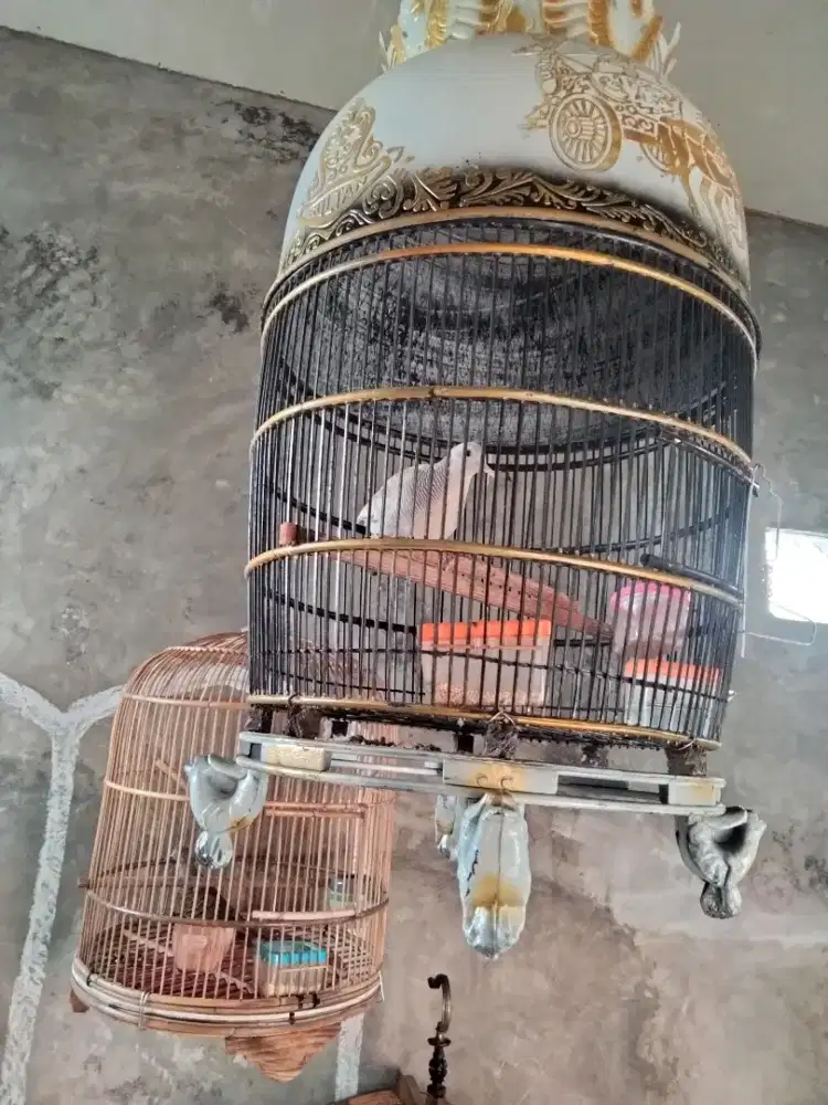 Perkutut siver udan mas