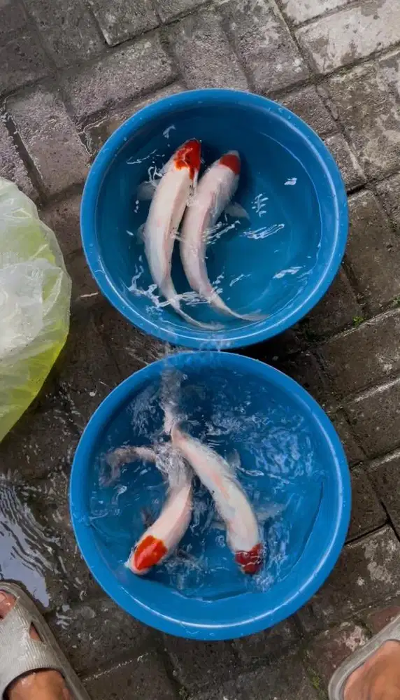 Ikan Koi Blitar