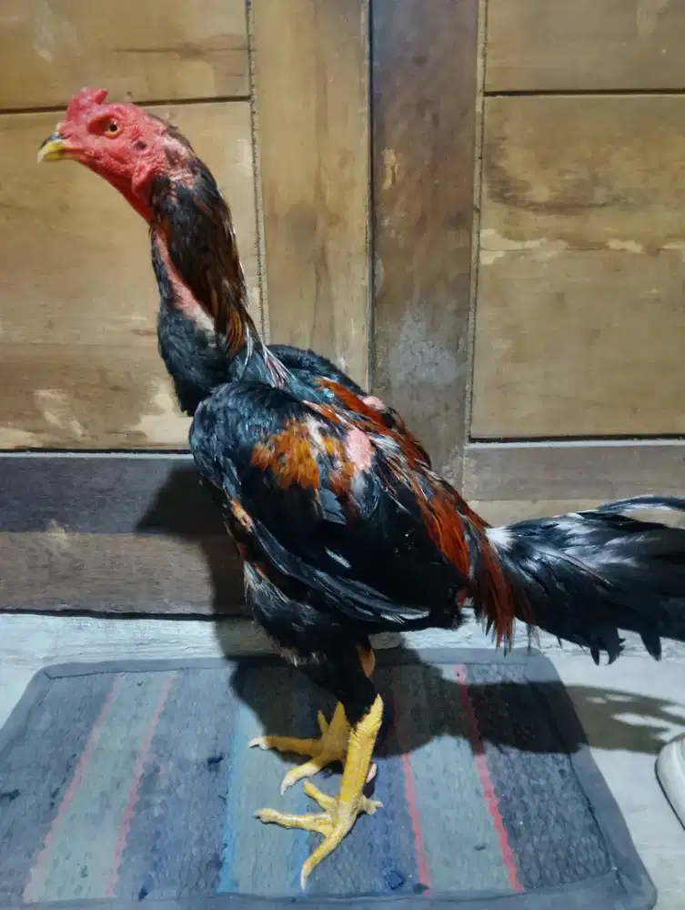ayam bangkok edisi pacek