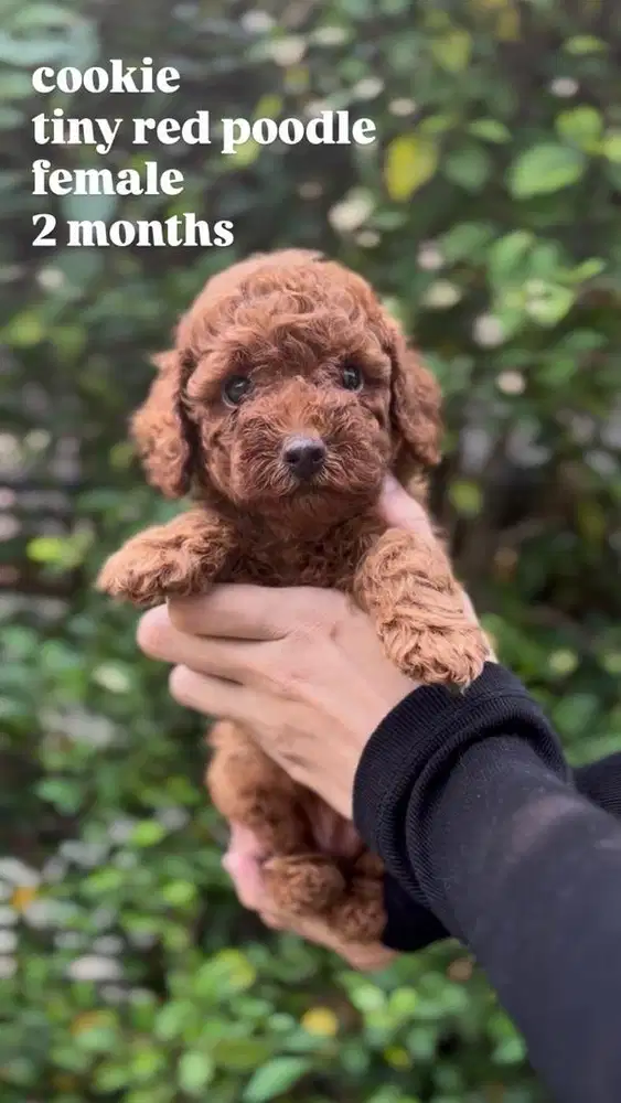 tiny red poodle